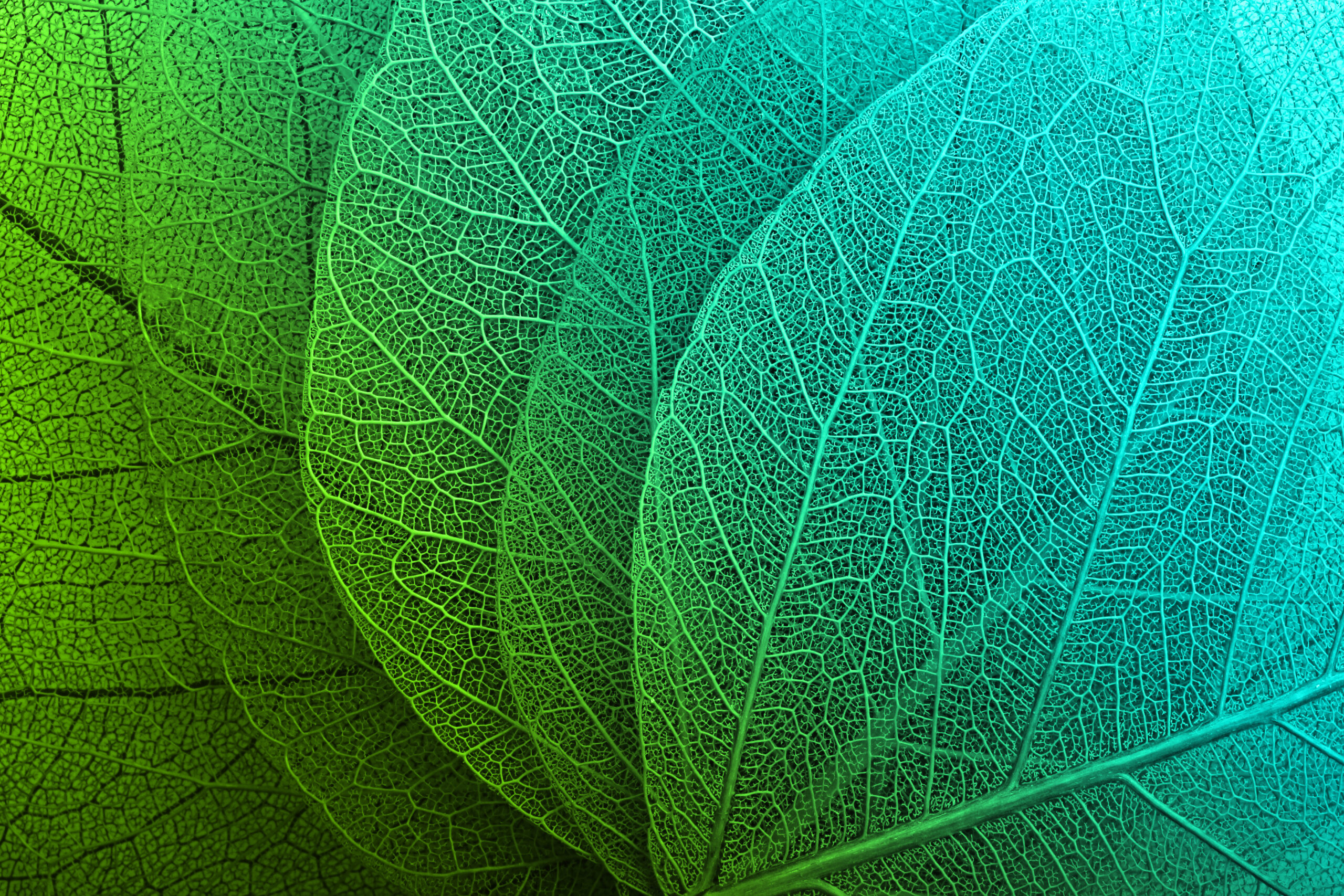 Macro leaves background texture
